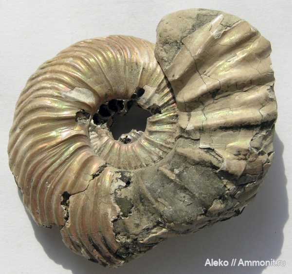 Quenstedtoceras, Quenstedtoceras paucicostatum