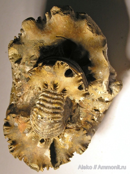 поперечное сечение, Eboraciceras carinatum, Eichwaldiceras carinatum