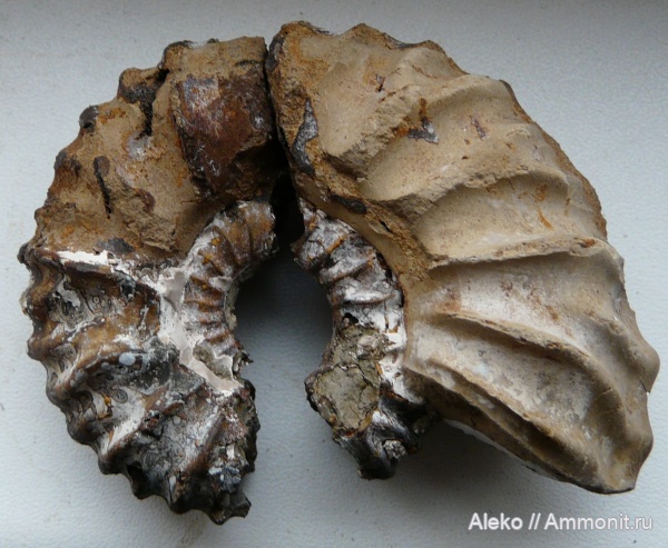 Quenstedtoceras, Vertumniceras, Vertumniceras mariae