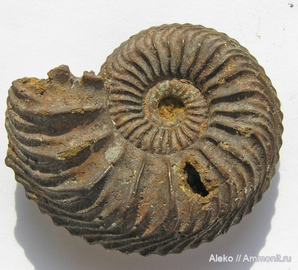 Cardioceras, Cardioceras cordatum