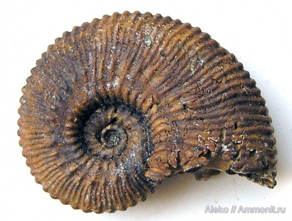 Kosmoceras, Kosmoceras proniae, Kosmoceras duncani, Callovian, Middle Jurassic