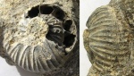 Temnoptychites triptychiformis (Nik.)