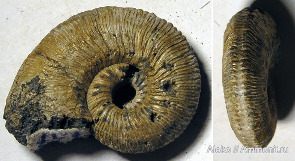 Kosmoceras, Kosmoceras proniae, Kosmoceras rimosum