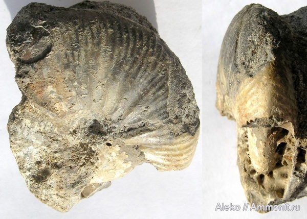 Temnoptychites, Temnoptychites elegans