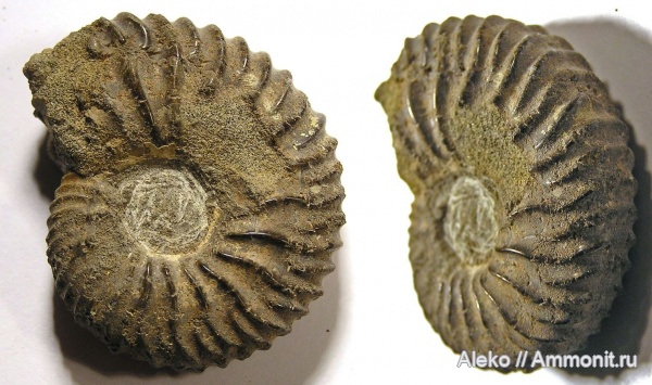 Riasanites, Riasanites crassicostatum