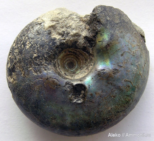 Craspedites, Craspedites kaschpuricus