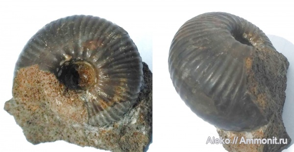 Cadoceras, Cadoceras durum