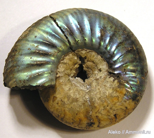 Peregrinoceras, Peregrinoceras bellum