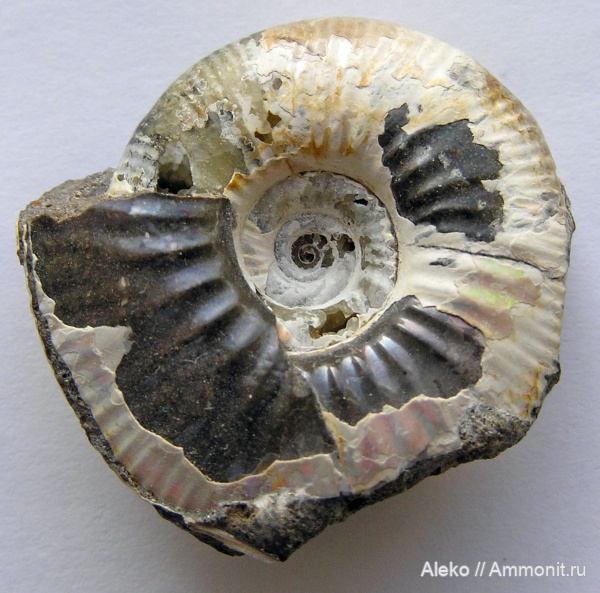 Elatmites, Elatmites mokschaensis