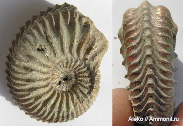 Cardioceras, Vertebriceras, Vertebriceras quadrarium