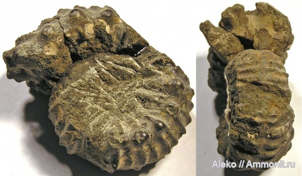 Transcaspiites hundesianus, Transcaspiites