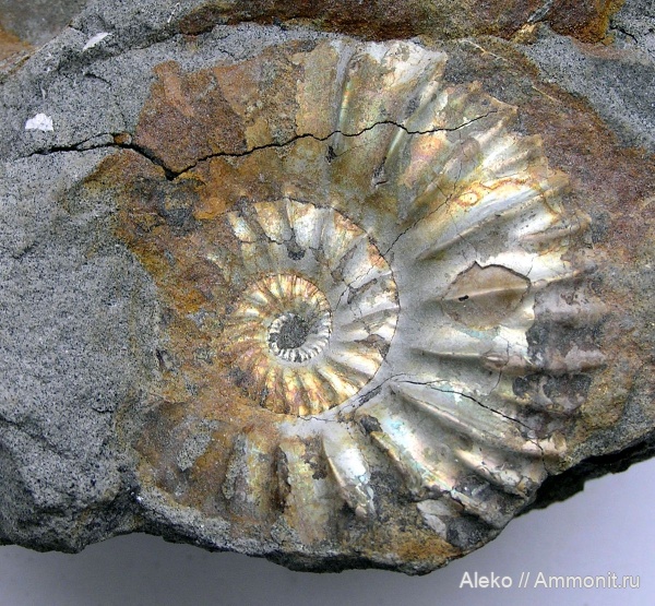 Riasanites, Riasanites maikopensis