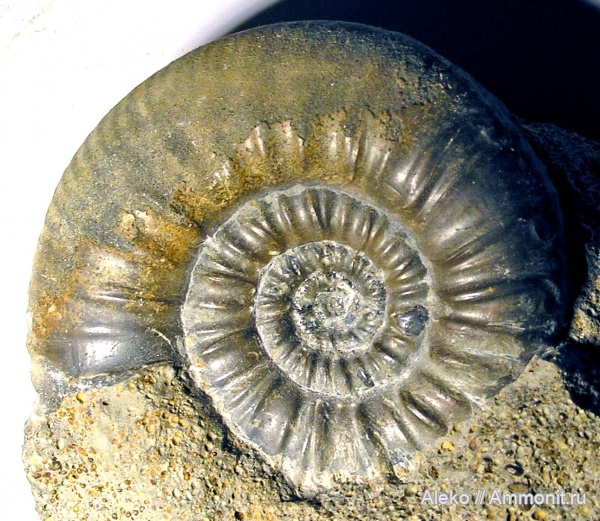 Choffatia, Grossouvria, Choffatia pseudofunata