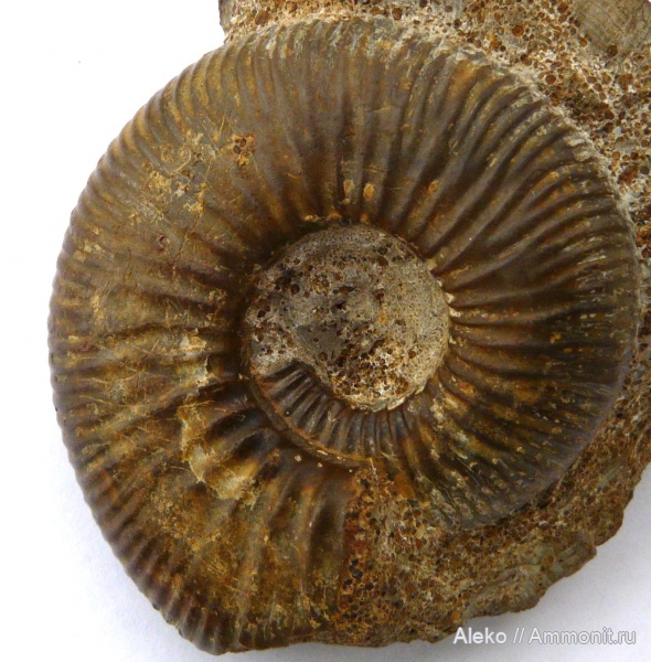 Indosphinctes, Indosphinctes peregrinus