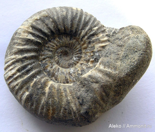 Epivirgatites, Epivirgatites nikitini