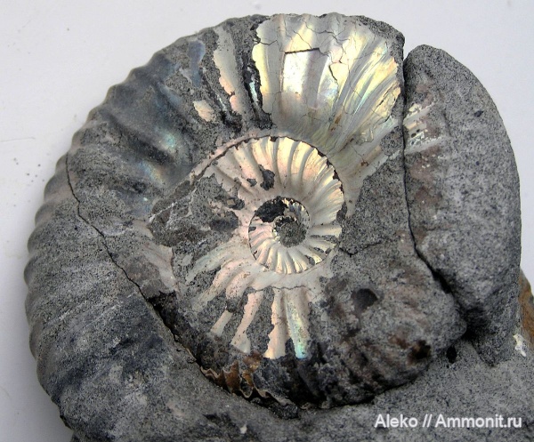 Riasanites, Riasanites maikopensis