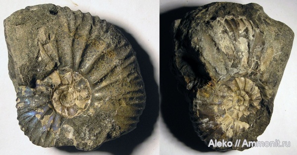 Virgatites, Virgatites sosia