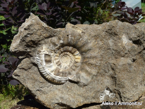 Choffatia, Choffatia transitoria