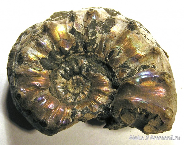 Euaspidoceras, euaspidoceras subbabeanum