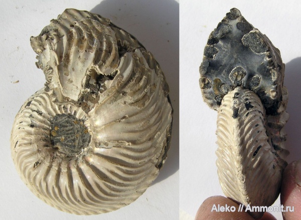 Cardioceras, Cardioceras costicardia