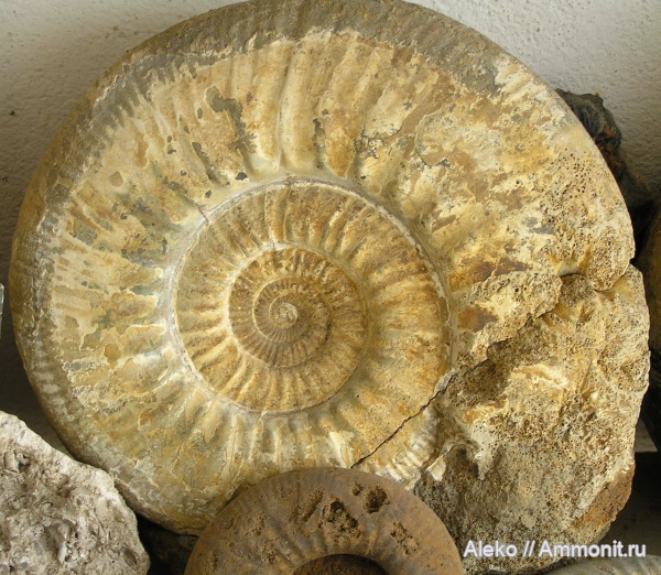 Indosphinctes, Indosphinctes choffati