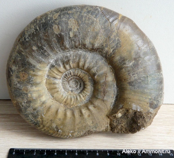 Indosphinctes mutatus, Homeoplanulites, Homoeoplanulites difficilis