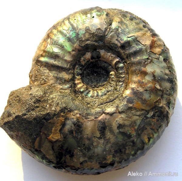 Craspedites, Craspedites subditoides