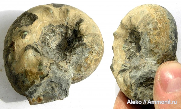 Craspedites, Craspedites milkovensis