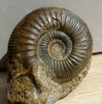 Perisphinctidae