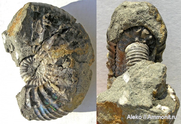 Surites, Surites kozakowianus