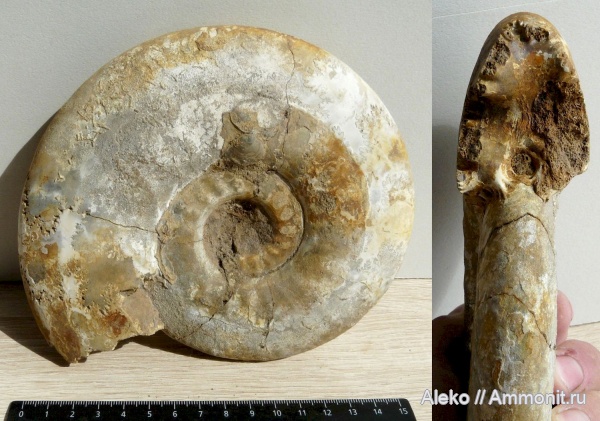 Proplanulites, Proplanulites irinae