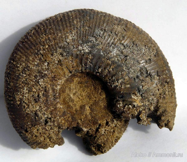 Kepplerites, kepplerites trichophorus
