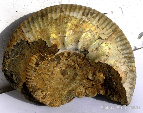 Surites, Subcraspedites, Subcraspedites suprasubditus