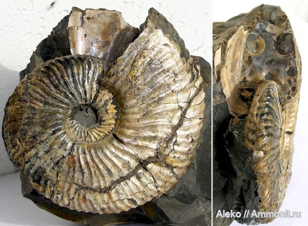 Deshayesites, Deshayesites imitator