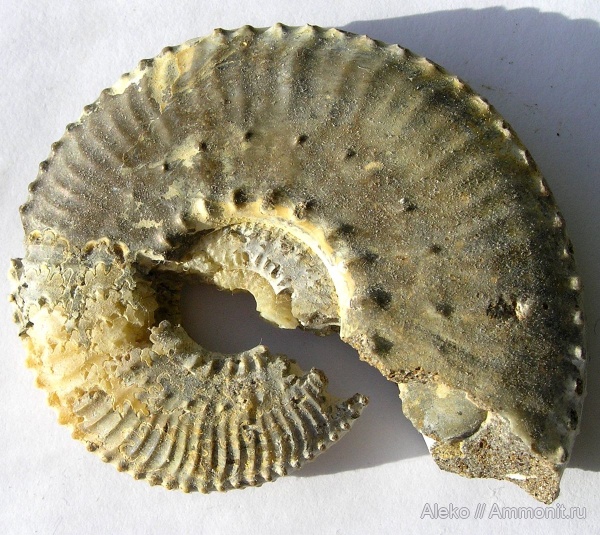 Kosmoceras, Gulielmiceras gulielmii, kosmoceras pollucinum