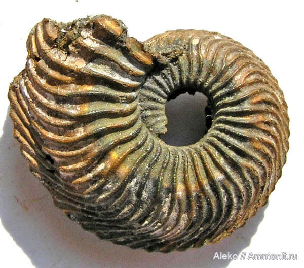 Cardioceras, Cardioceras costellatum