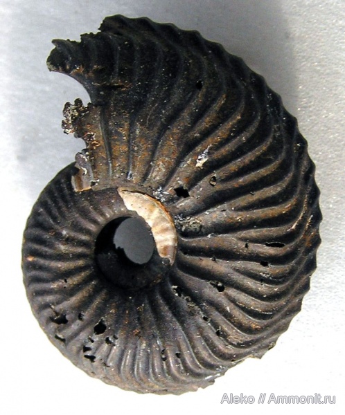 Cardioceras, Cardioceras costellatum