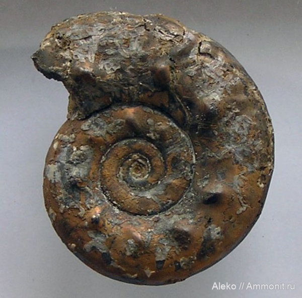 Brightia, Brightia glypta