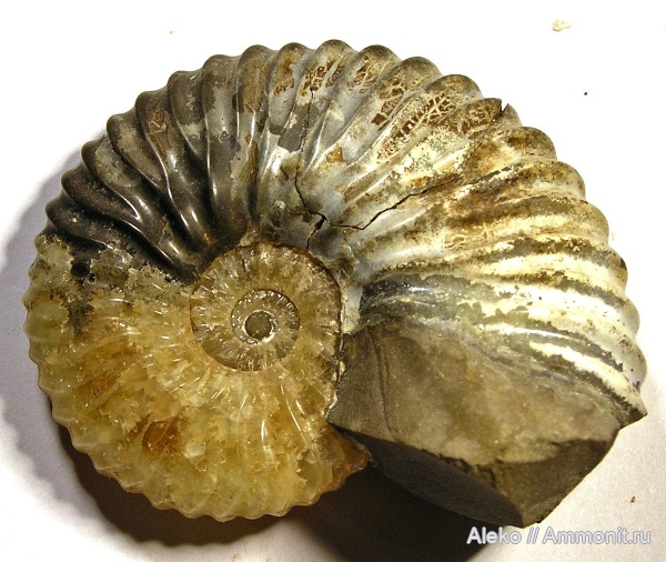 Deshayesites, Deshayesites volgensis