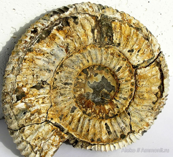 Speetoniceras, Speetoniceras versicolor