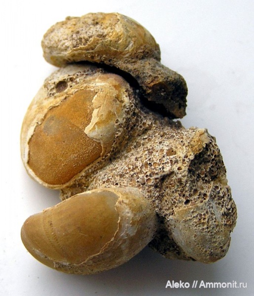 Nucleolites, Nucleolites orbicularis