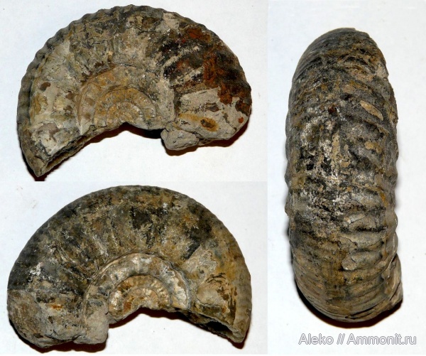 Choffatia, Choffatia poculum, Poculisphinctes, Poculisphinctes poculum, асимметрия