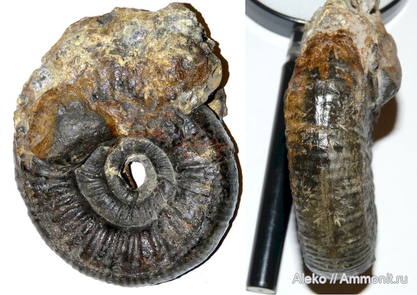 Alligaticeras, Alligaticeras rotifer