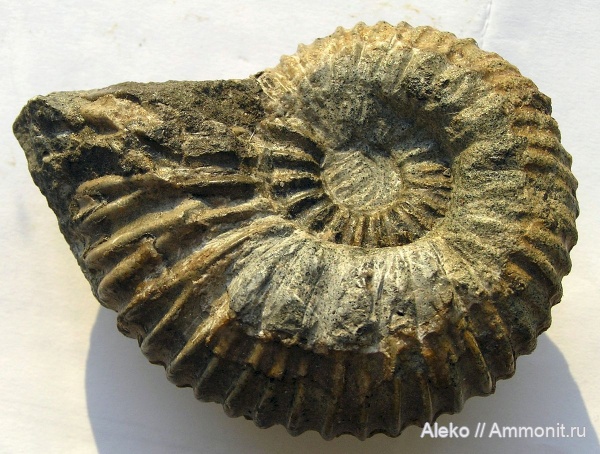 Lomonossovella, Lomonossovella lomonossovi