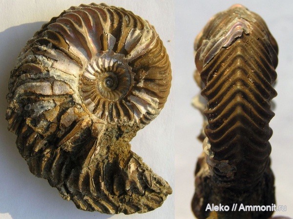 Cardioceras, Cardioceras costicardia