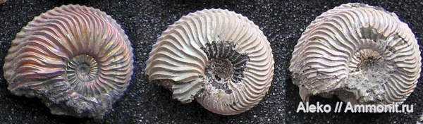 Cardioceras, Cardioceras lahuseni