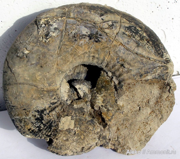 Kosmoceras, Kosmoceras geminatum