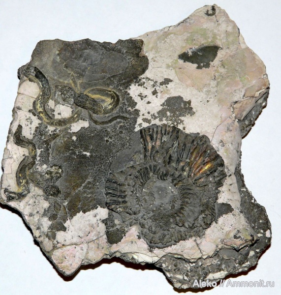 нижневолжский подъярус, Ilowaiskya, Ilovaiskya klimovi, Ilovaiskya