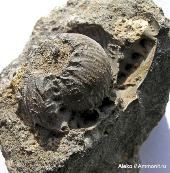 Polyptychites, Polyptychites keyserlingi