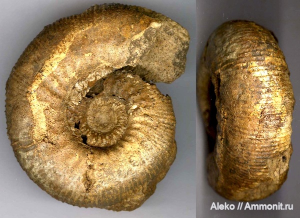 Kepplerites, Kepplerites gowerianus